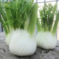 Semințe de fenicul 2 g – plantă aromatică tradițională, ușor de cultivat, ideală pentru grădină, condimente și preparate culinare.