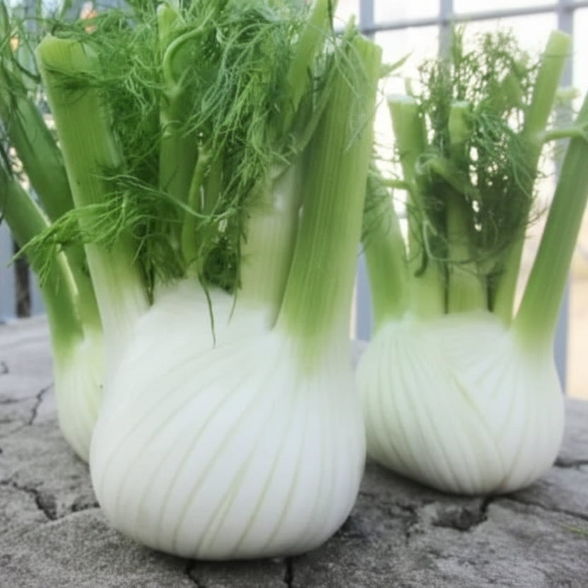 Semințe de fenicul 2 g – plantă aromatică tradițională, ușor de cultivat, ideală pentru grădină, condimente și preparate culinare.