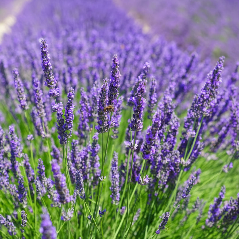 Câmp de lavandă înflorit cu flori violet, creând un peisaj idilic, ideal pentru a adăuga frumusețe și parfum în grădina ta.
