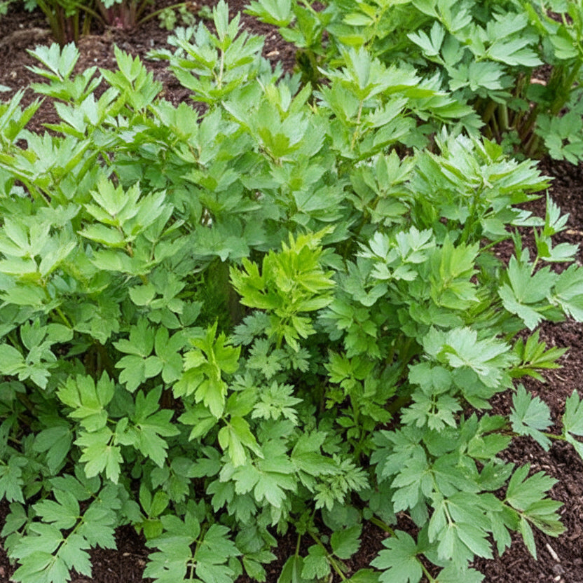Semințele de leuștean oferă plante aromatice și beneficii pentru sănătate. Frunzele verzi ale leușteanului în grădină sunt ideale pentru diverse rețete culinare.