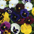 Semințe de Panseluțe de Melanj 0,12G – flori decorative multicolore, ușor de cultivat, ideale pentru grădină, balcoane și jardiniere. Înflorire bogată și rezistență bună.