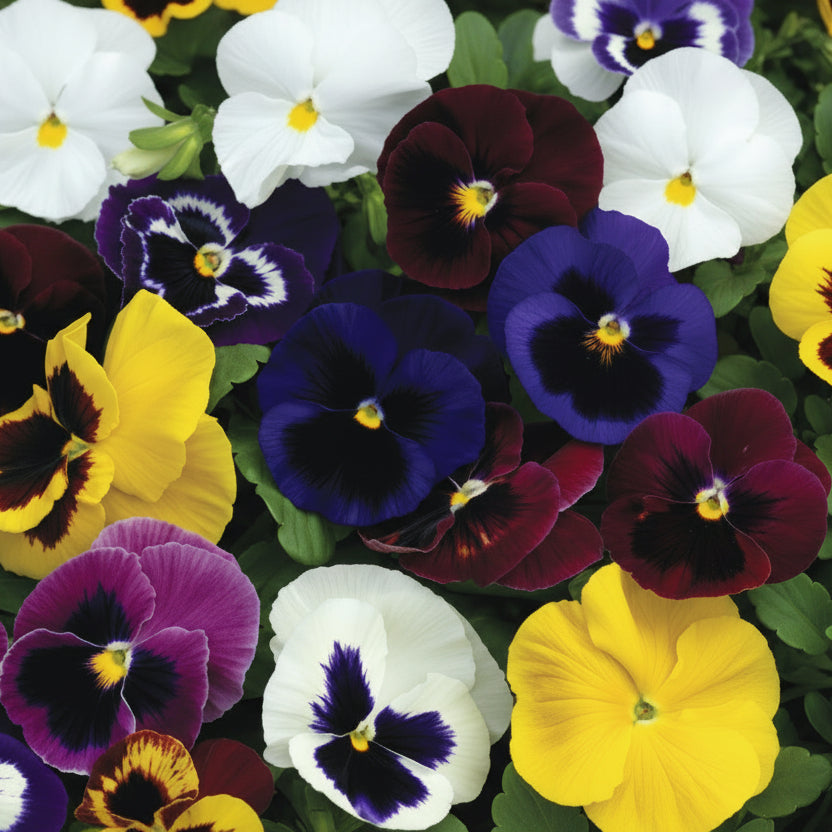 Semințe de Panseluțe de Melanj 0,12G – flori decorative multicolore, ușor de cultivat, ideale pentru grădină, balcoane și jardiniere. Înflorire bogată și rezistență bună.
