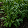 Cumpără Semințe de Rucola 7 g, plantă cu gust picant, ideală pentru salate proaspete. Creștere rapidă, ușor de cultivat în grădină sau ghiveci.