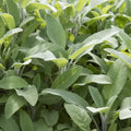 Cumpără Semințe de Salvie 1G, plantă aromatică perenă cu aromă intensă și utilizări culinare și medicinale.