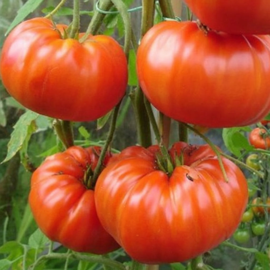 Semințe Tomate Hibrid 0,2 g – Homestead Kilotto pentru Grădină