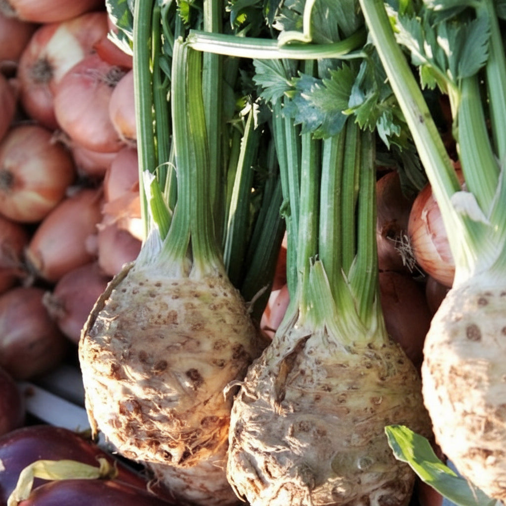 Cumpără Semințe de Țelină Di Verona 2G, soi italian cu rădăcină mare, aromă intensă și productivitate ridicată. Perfectă pentru supe, ciorbe și piureuri.