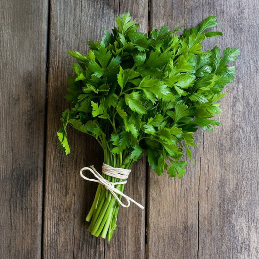 Cumpără Semințe de Țelină de Frunze 1,5G, plantă aromatică cu frunze fragede, ideale pentru supe, salate și garnituri. Perfectă pentru grădină.