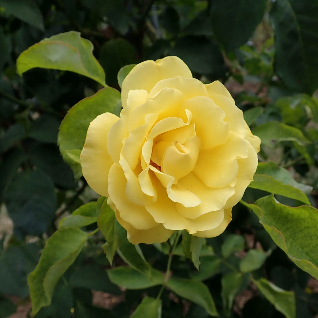 trandafir galben parfumat grădină