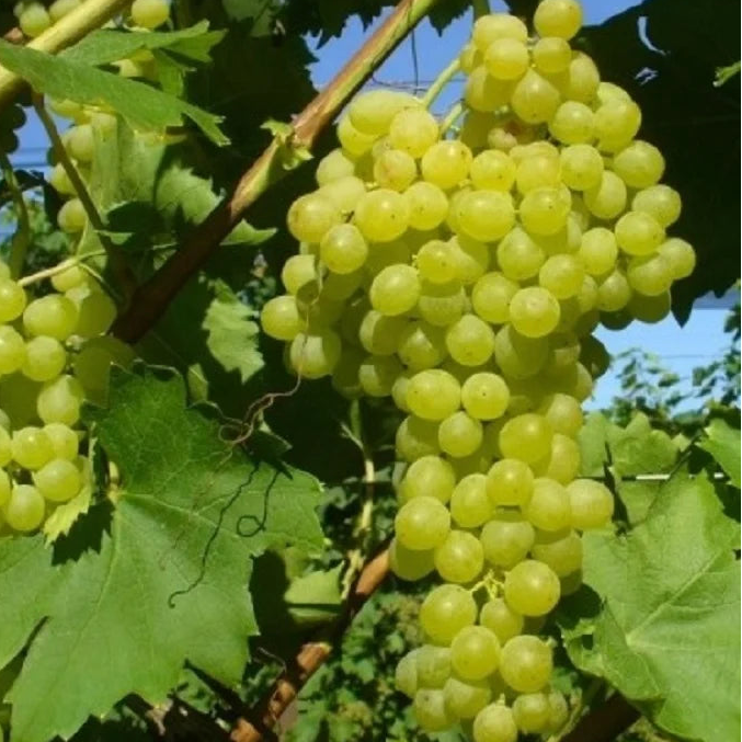 Ciorchini mari de struguri verzi Thompson Seedless, fără sâmburi, dulci și zemoși, direct de pe vița de vie sănătoasă
