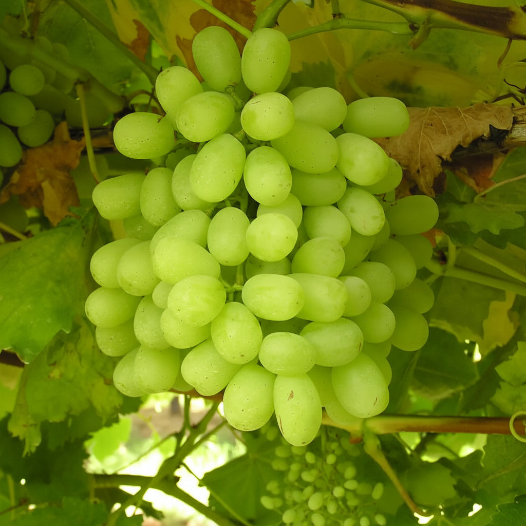 Struguri Thompson Seedless verzi, fără sâmburi, cu ciorchini mari și pulpa zemoasă, crescuți pe viță de vie sănătoasă, ideali pentru consum proaspăt și deserturi delicioase