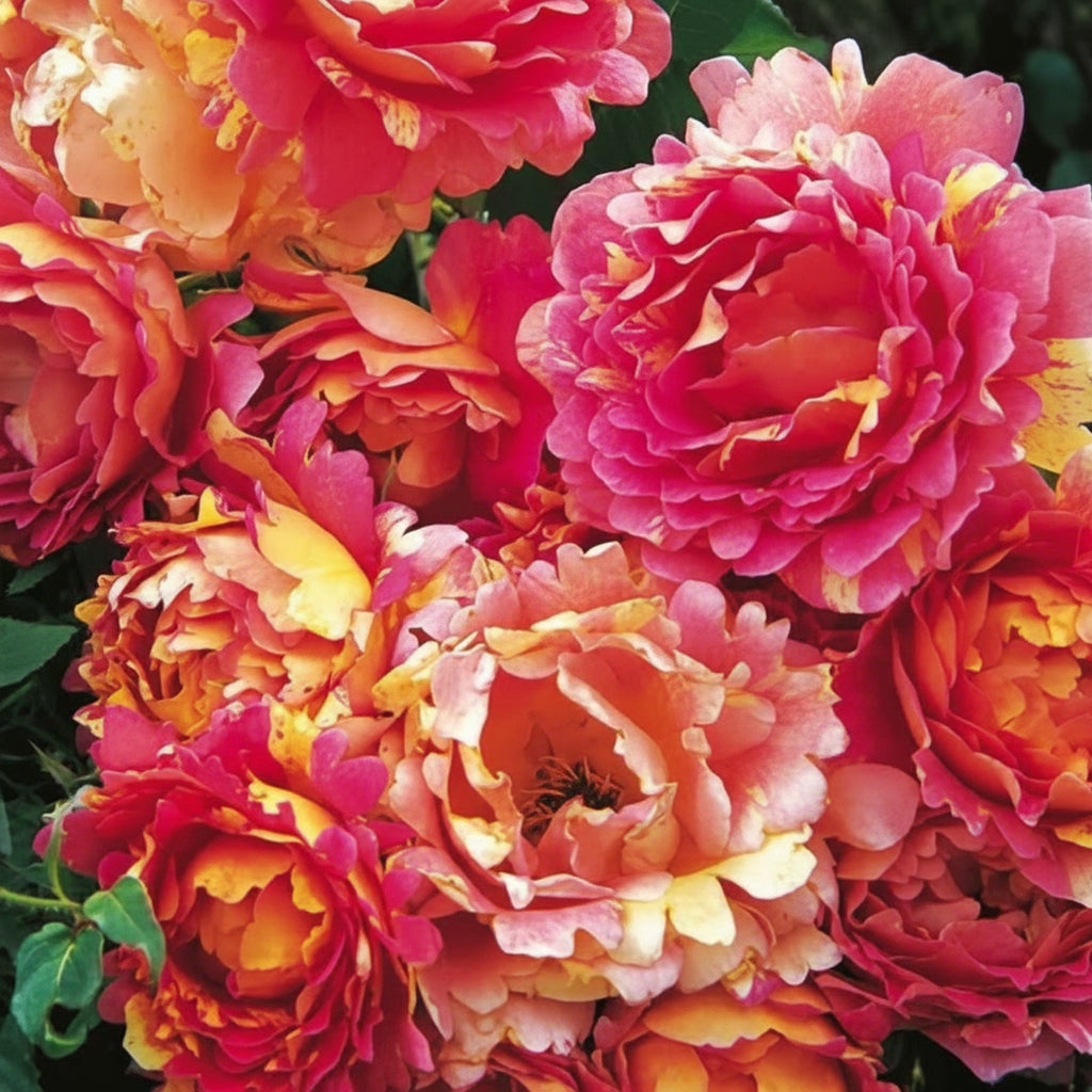 Trandafir Rose de Cistercense înflorit în grădină
