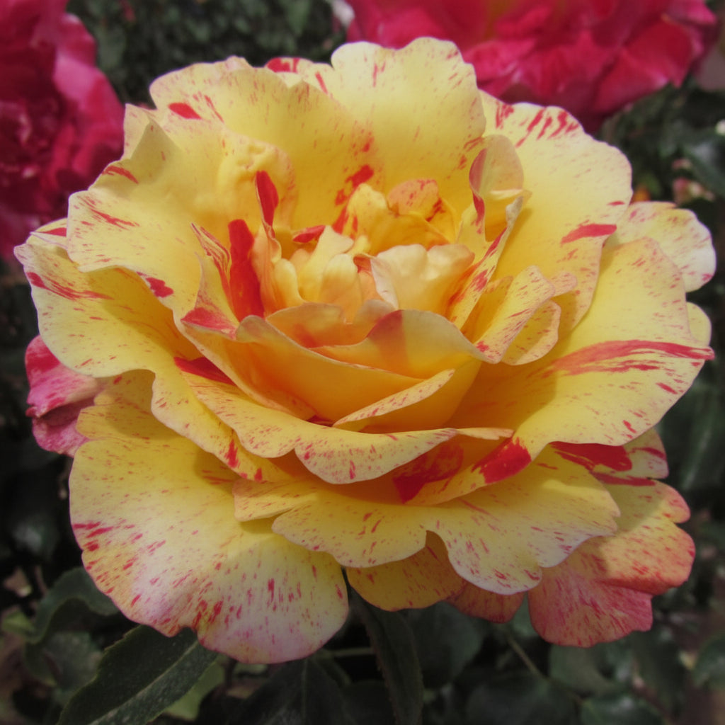 Trandafir Camille Pissarro® înflorit în grădină
