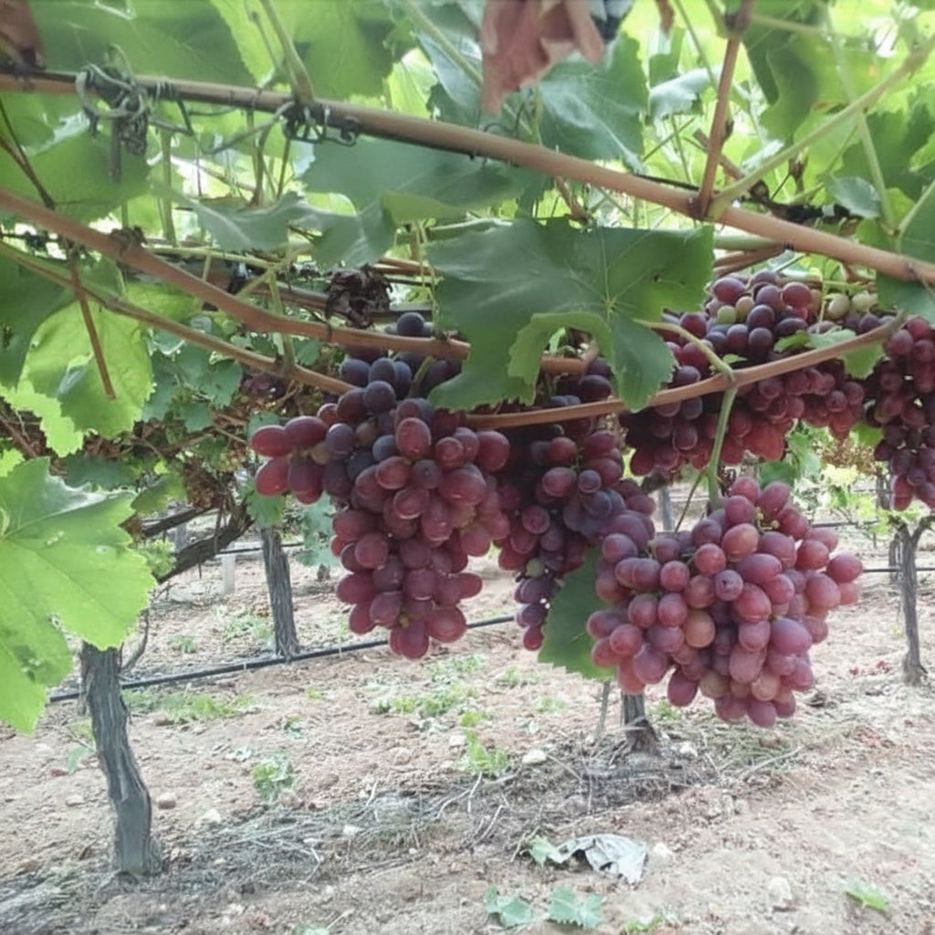 Crimson Seedless – soi premium de struguri roșii fără sâmburi, ideal pentru consum proaspăt