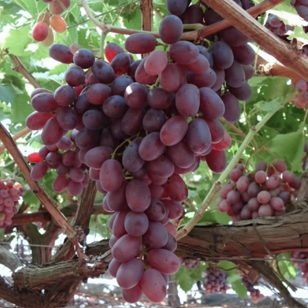 Struguri roșii fără sâmburi Crimson Seedless, boabe ferme și gust dulce echilibrat