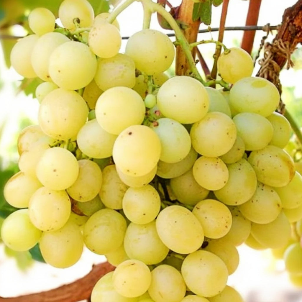 Viță de vie Muscat Italia cu ciorchini mari de struguri aurii și frunze verzi luxuriant în grădină