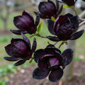 Magnolia "Black Diamond" la Ghiveci