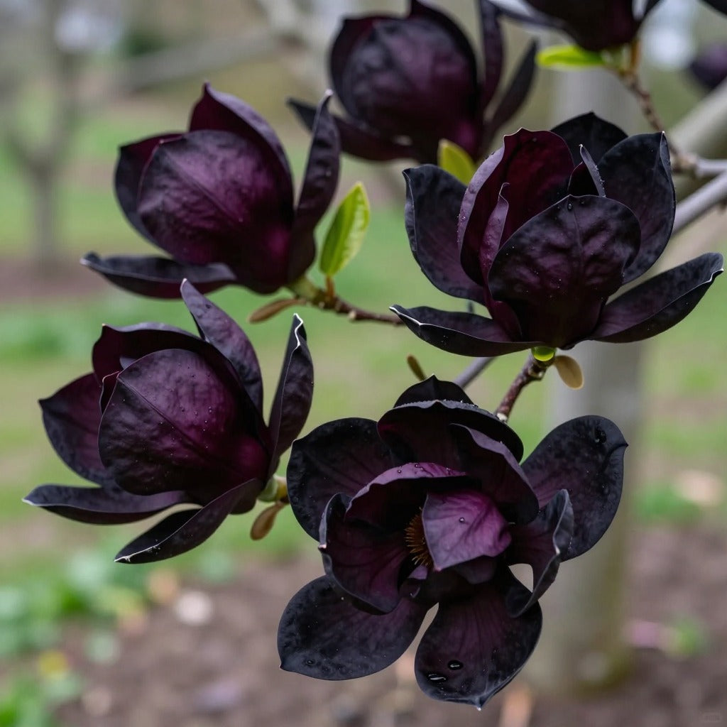 Magnolia "Black Diamond" la Ghiveci