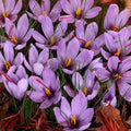 5 Bulbi de Brândușe "Crocus Sativus"