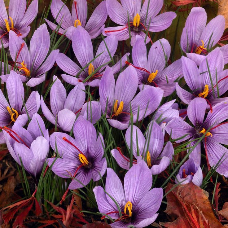 5 Bulbi de Brândușe "Crocus Sativus"