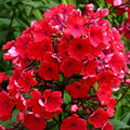 2 Bulbi de Brumărele - Phlox "Starfire"