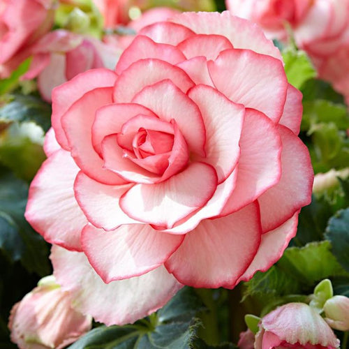 2 Bulbi de Begonia "Picotee Double White&Pink"