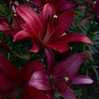 2 Bulbi de Crini - Lilium Gomera