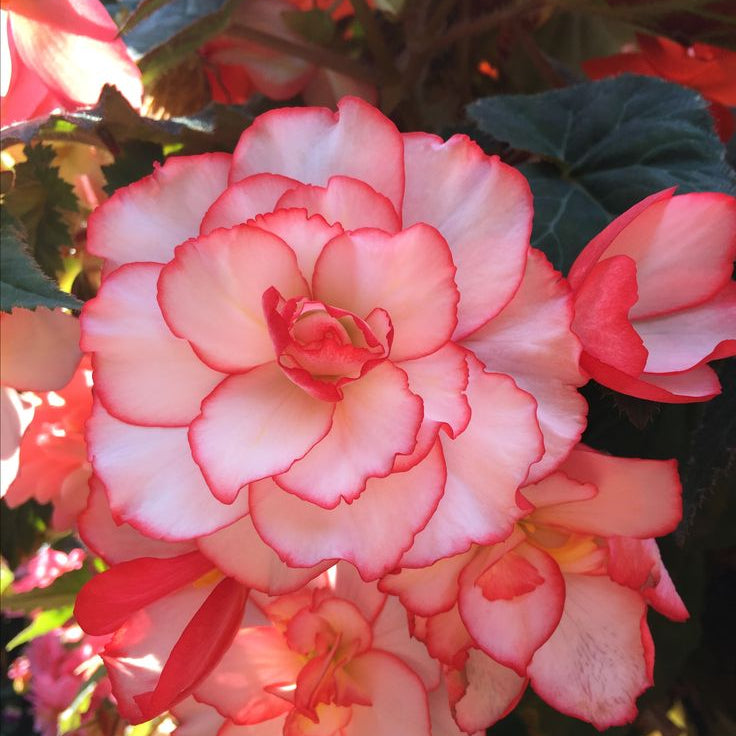 2 Bulbi de Begonia "Picotee Double White&Pink"