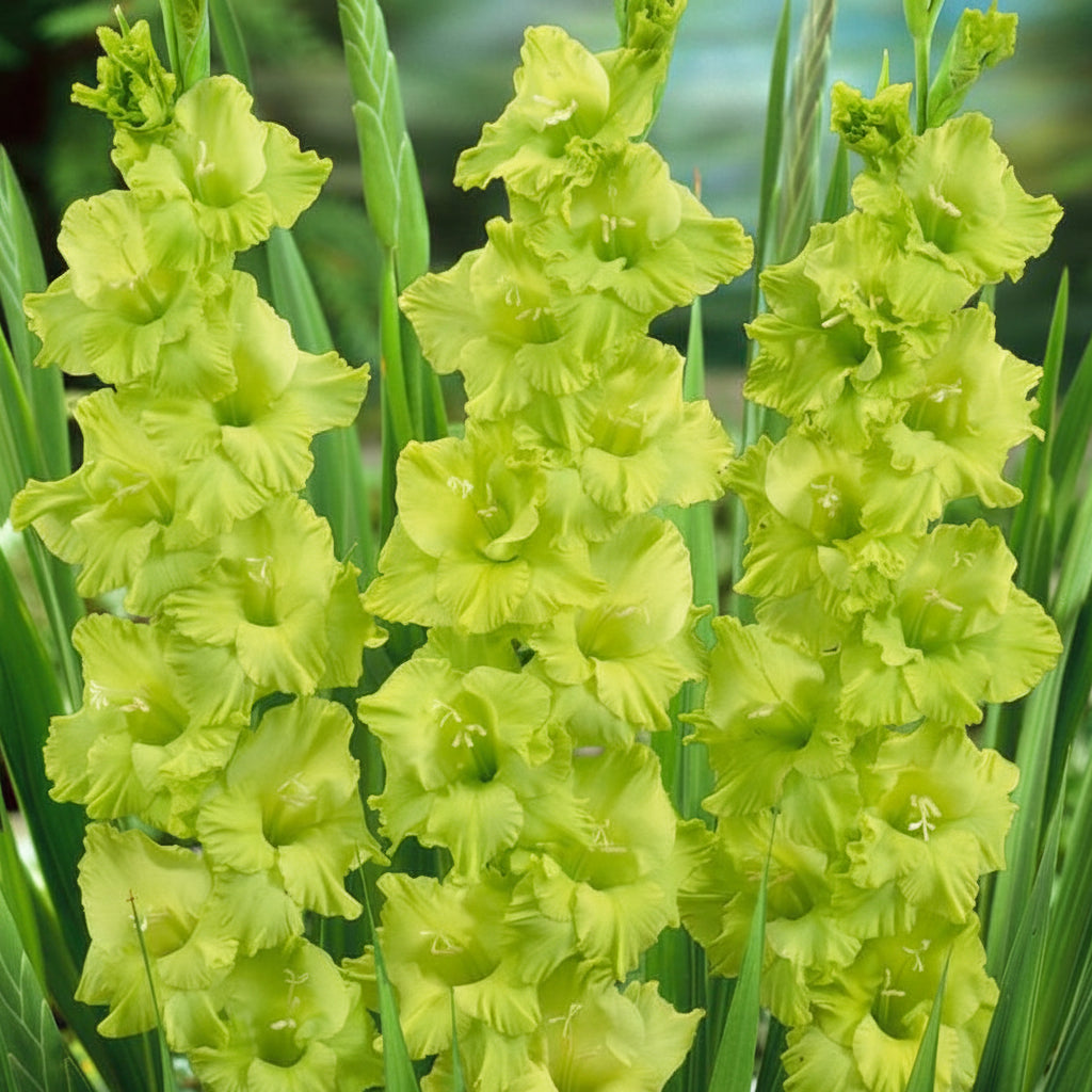 5 Bulbi de Gladiole - Green Star