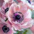10 Bulbi de Anemone "Rossa"