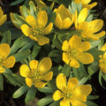 10 Bulbi de Anemone "Golden Crown"