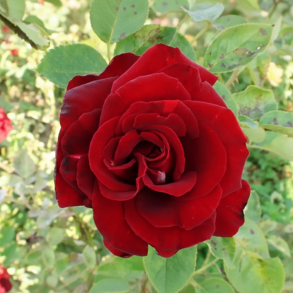 trandafir teahibrid Salambo în grădină