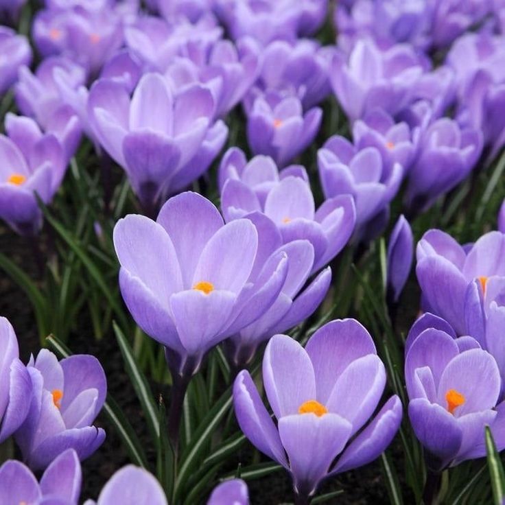 5 Bulbi de Brândușe "Crocus Remembrance" Mov