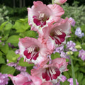 5 Bulbi de Gladiole - Pink Elegance