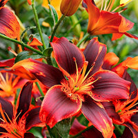 2 Bulbi de Crini - Lilium Twosome