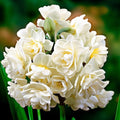 2 Bulbi Narcise - Narcissus White Cheerfulness