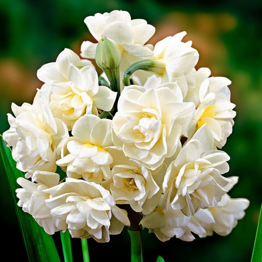 2 Bulbi Narcise - Narcissus White Cheerfulness