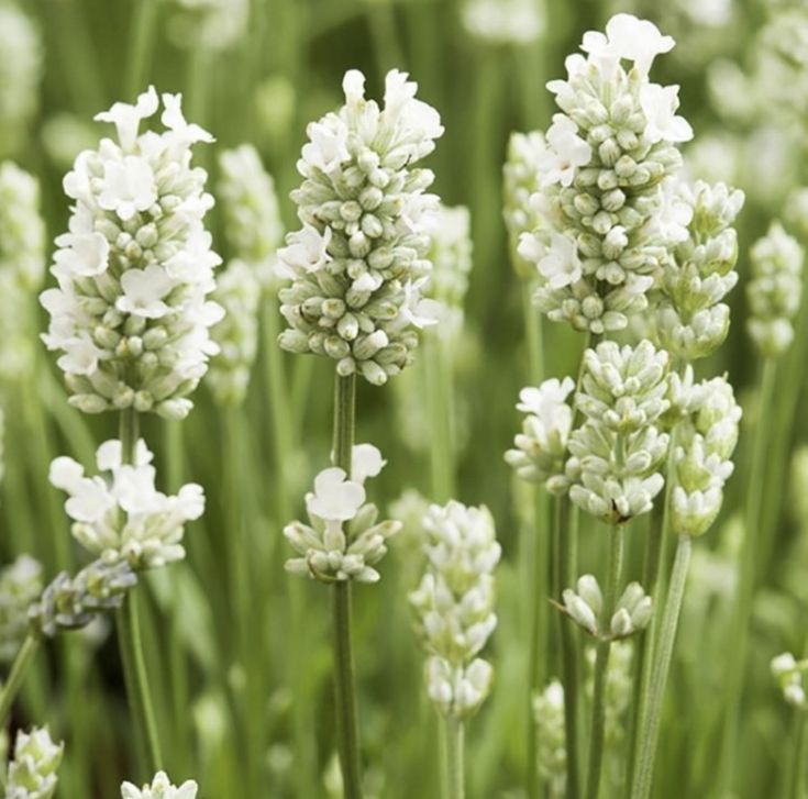 Lavandă "Hidcote White"