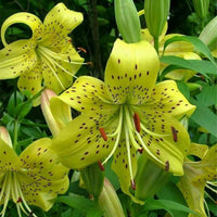 2 Bulbi de Crini - Lilium Gars