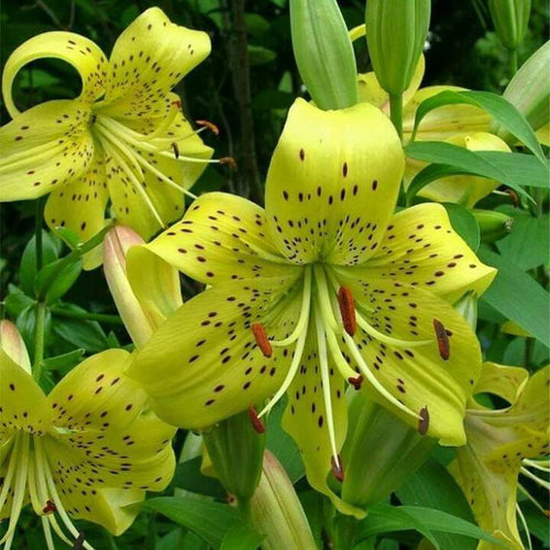2 Bulbi de Crini - Lilium Gars