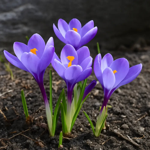 bulbi branduse grand maitre