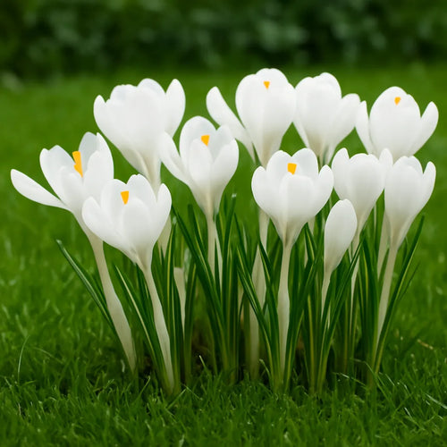 bulbi branduse jeanne darc