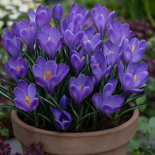 bulbi branduse remembrance