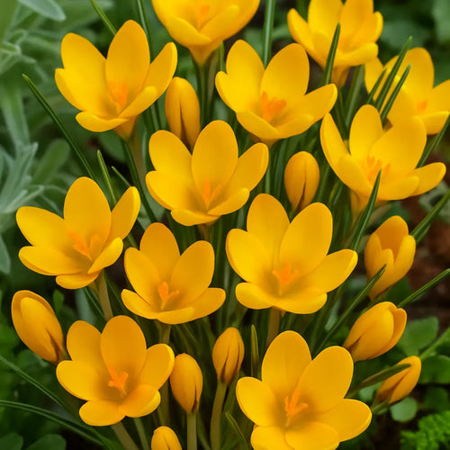 bulbi branduse romance