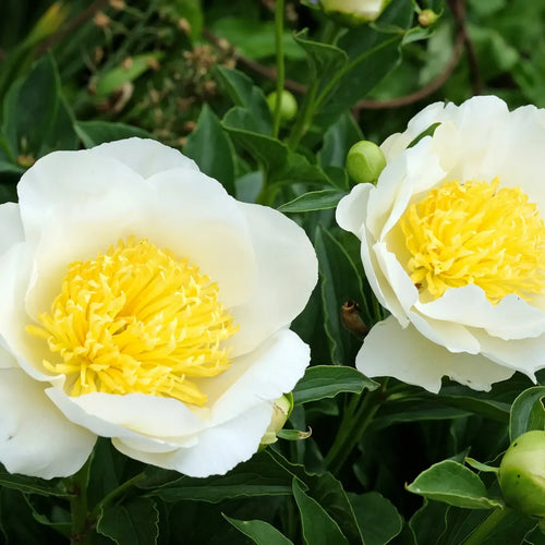 bulbi bujori Jan van Leeuwen1