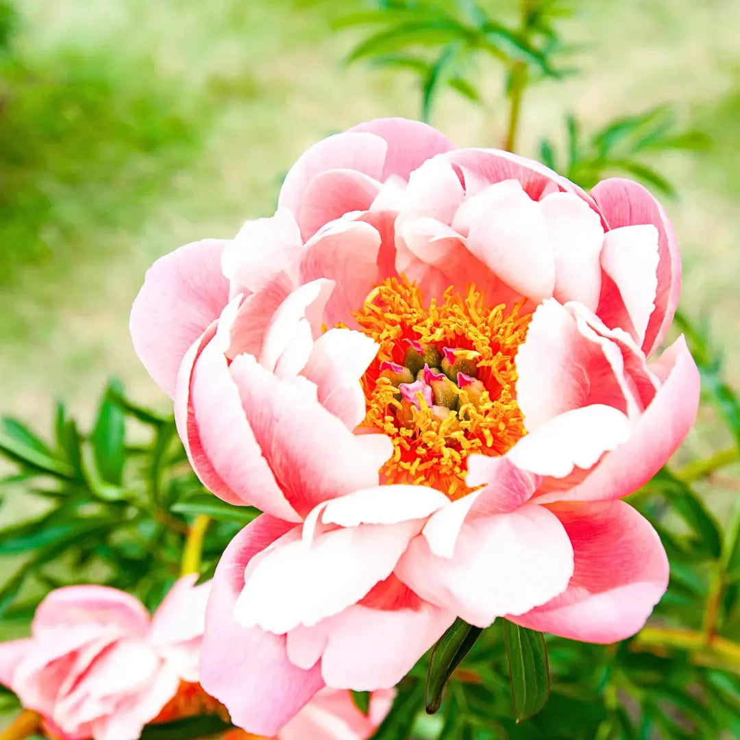 bulbi bujori Paeonia Hybrid Coral Sunset