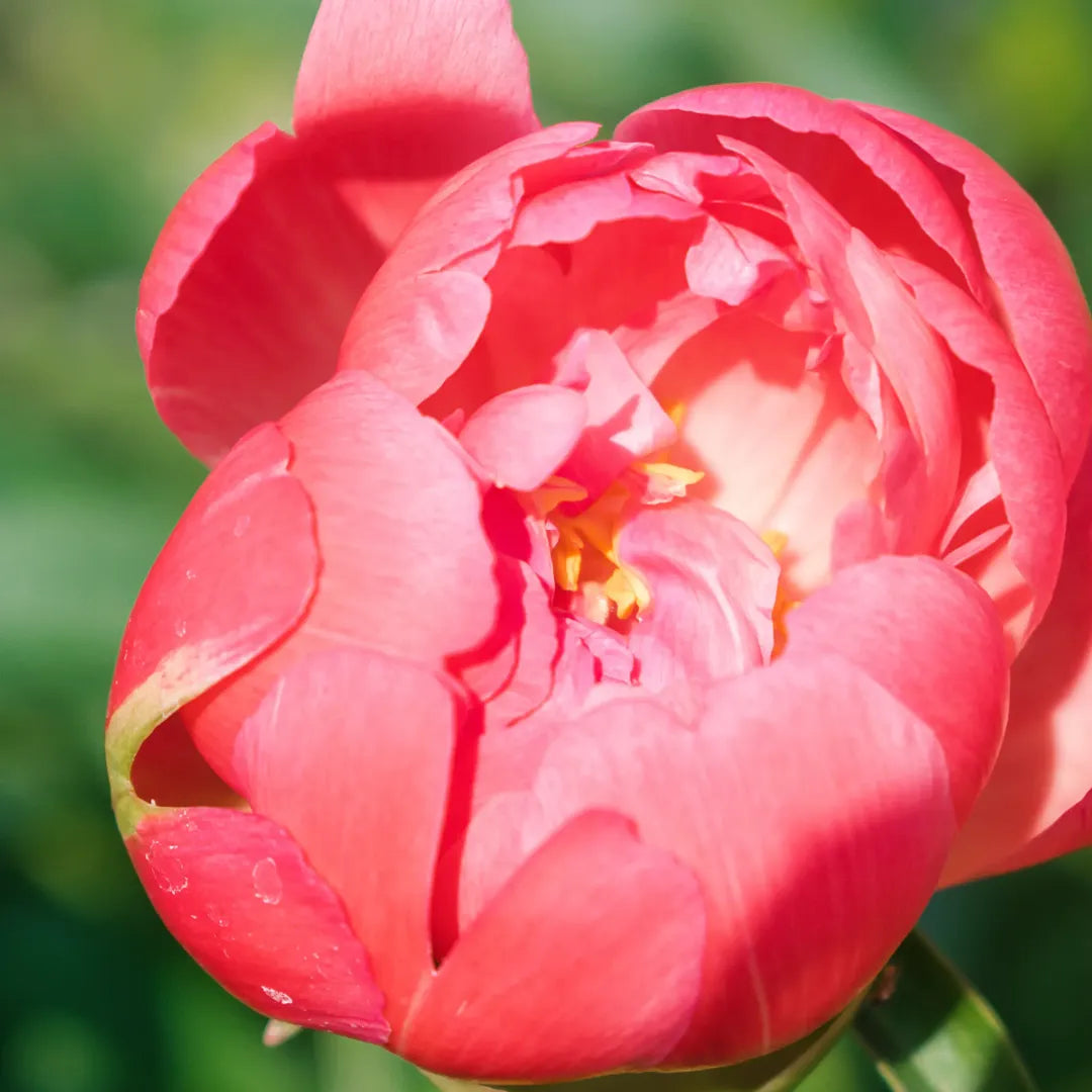 bulbi bujori Paeonia Hybrid Coral Sunset1