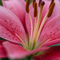 2 Bulbi de Crini - Lilium Star Gazer