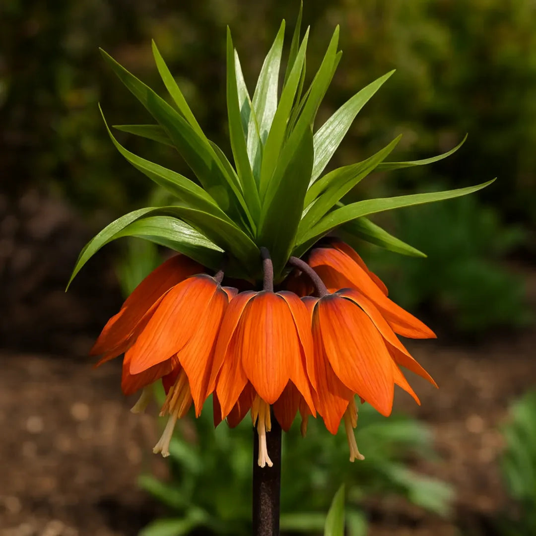 bulbi fritillaria william rex