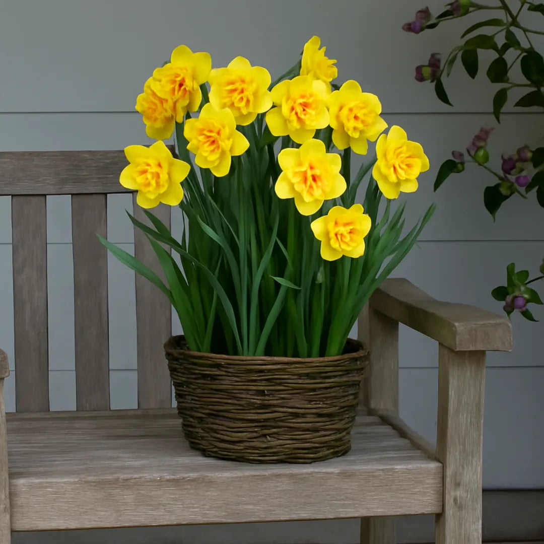 bulbi narcise Narcissus Tahiti