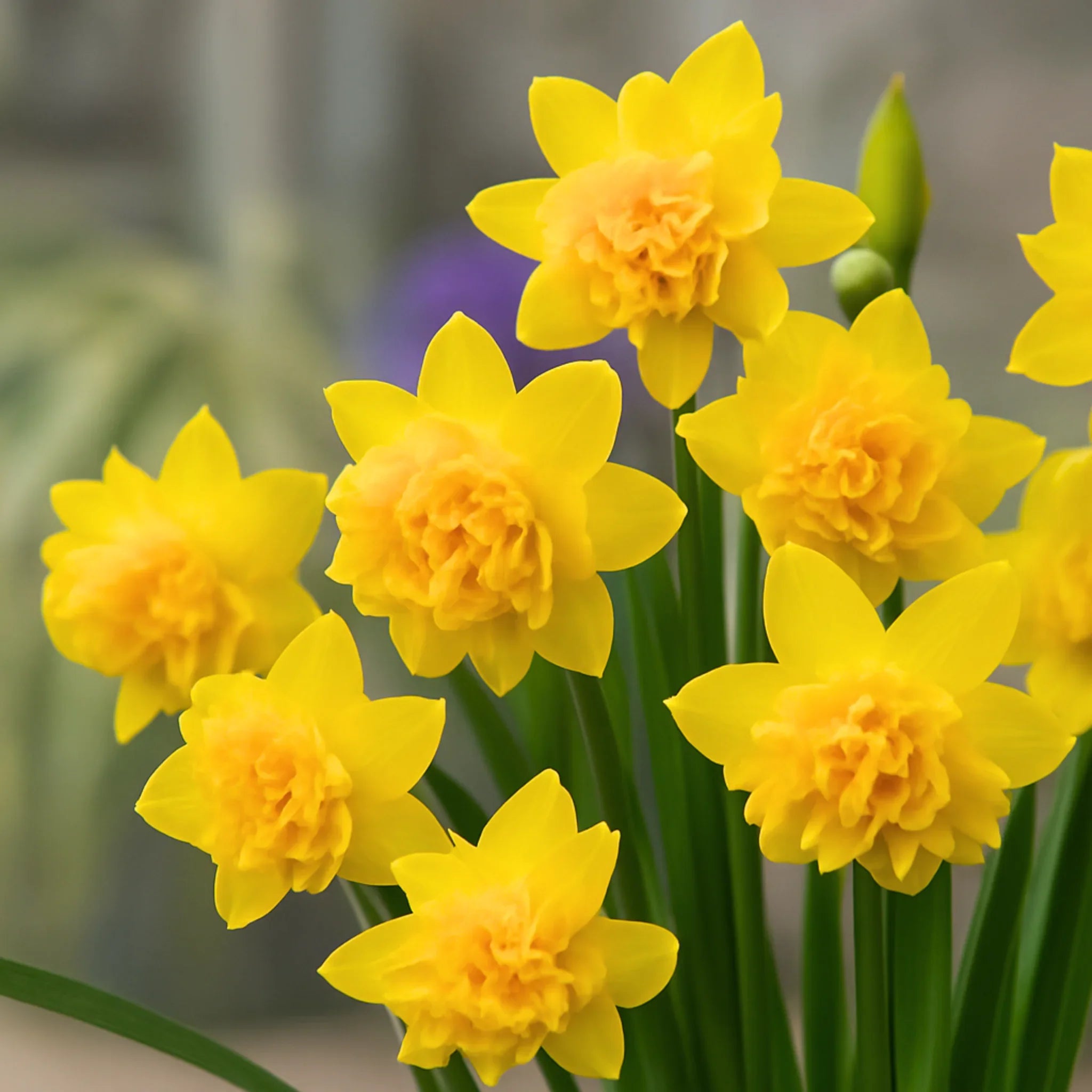 bulbi narcise tete boucle